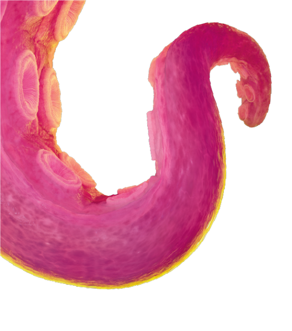 足